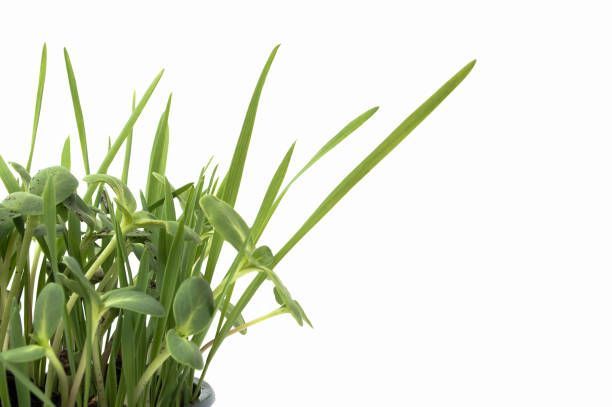 istock Green young wheat and young sunflower. 686442922