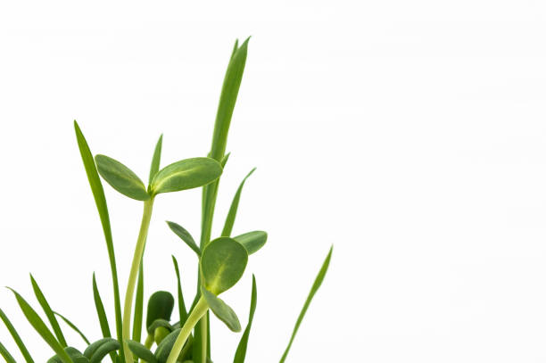 istock Green young wheat and young sunflower. 686442950