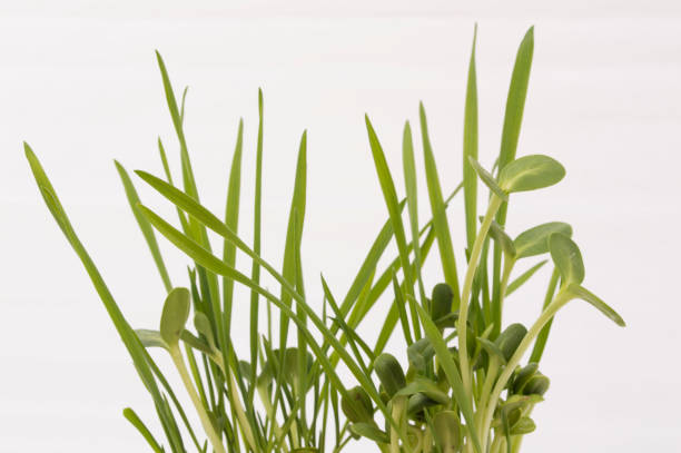 istock Green young wheat and young sunflower. 686443002