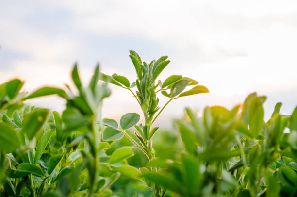 lucerna (medicago sativa) piccole piante all'inizio della primavera - alfalfa foto e immagini stock