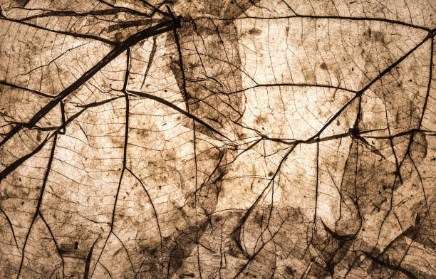 istock leaf background and texture for autumn season 686446208