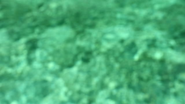 Defocused coral reef water background with reflections
