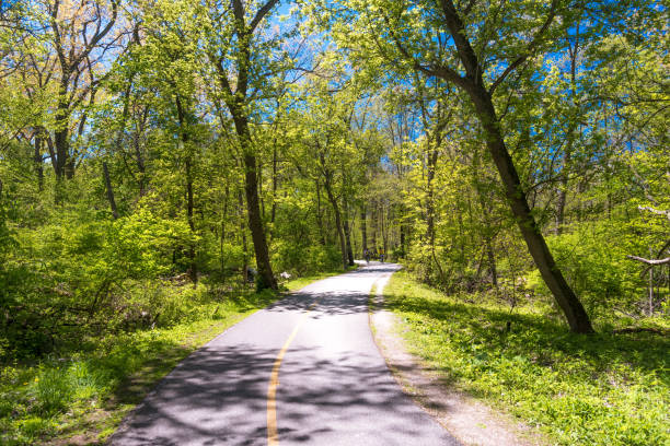 istock Alley in a botanic garden on a spring day 686452072
