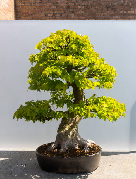 istock Asian miniature plants in a botanic garden 686452098