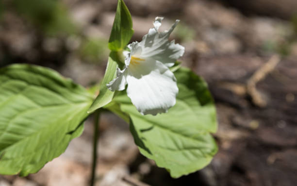 istock Beautiful flowers in a botanic garden on a bright spring day 686452138