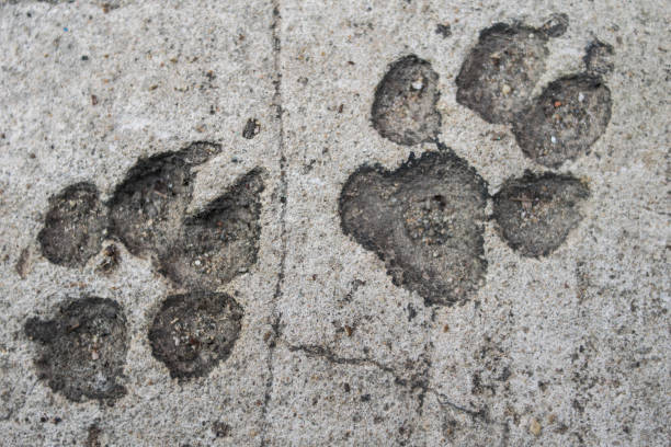 Dog foot print on concrete floor
