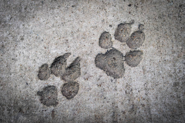 istock Dog foot print on concrete floor 686455210