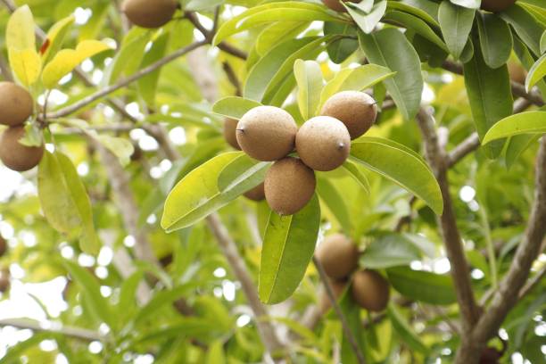 istock Manilkara zapota, Sapodilla 686455258