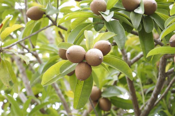 istock Manilkara zapota, Sapodilla 686455264