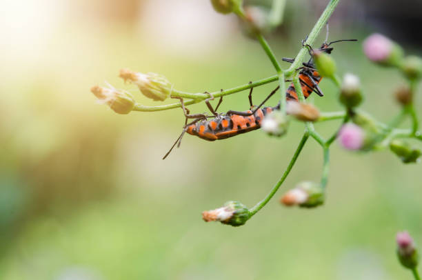 istock lygaeidae insect mating on grass flowers 686455278