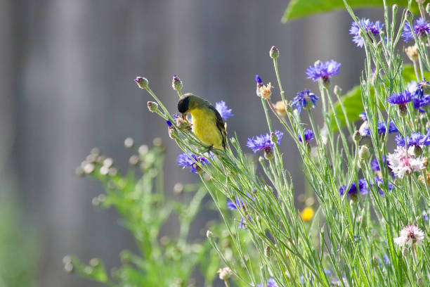 istock Lesser Goldfinch 'Spinus psaltria' 686459026