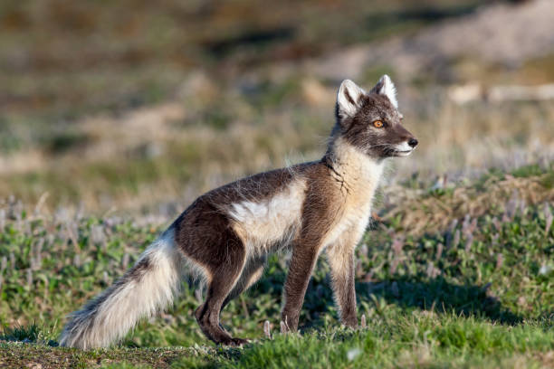 istock Female Arctic Fox Near Its Den 686461194
