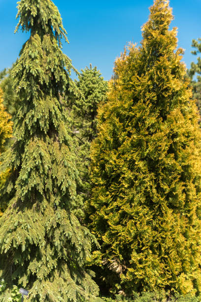 istock Green trees in the botanic garden 686461476