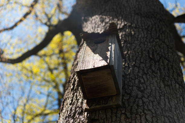 istock Small wooden birds house on a tree in a park 686461626