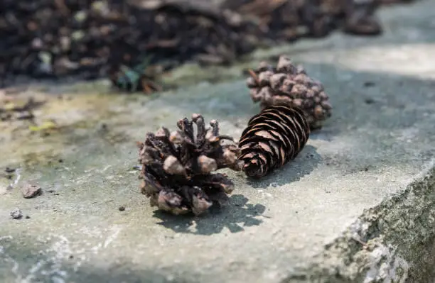 Three fir cones just fallen from the pine laying in a row