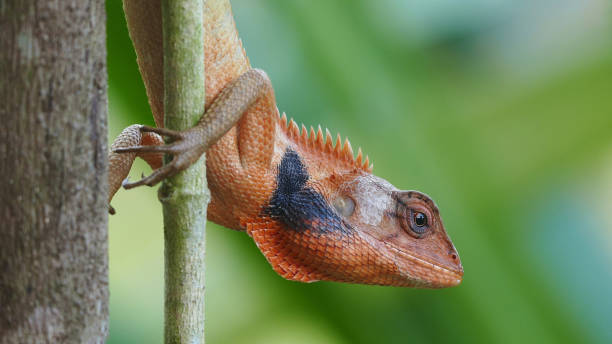 istock Head shot closeup of lizard 686464084