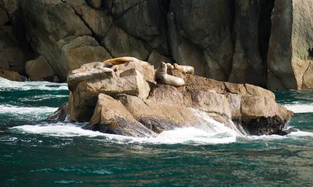Seals and Sea Lions rest in the sun while waves crash onto the rocks below