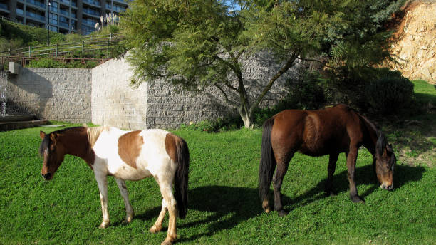 istock Horses grazing on urban site 686474138