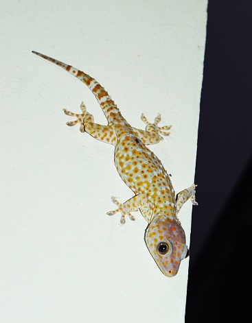 Many orange spots on the blue body of reptile