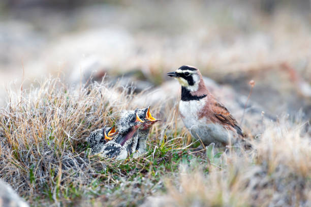 The Horned Lark (Eremophila alpestris) has one of the largest distributions of any bird, occupying most of the northern hemisphere.  There are 42 recognized subspecies. This bird is feeding chicks at its nest on the tundra near Cambridge Bay, Nunavut, Canada.