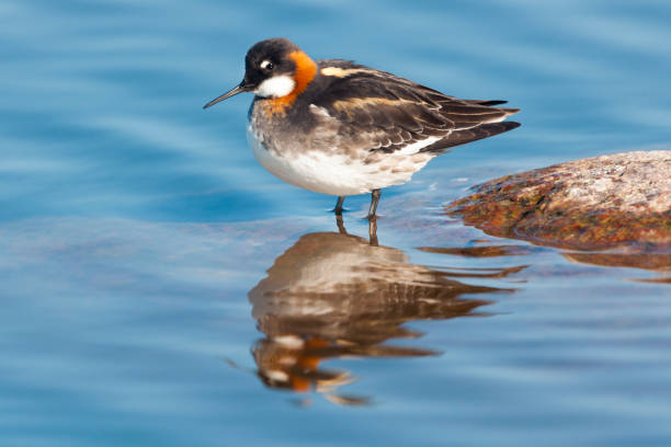 istock Female Red-necked Phalarope in Breeding Plumage 686475114