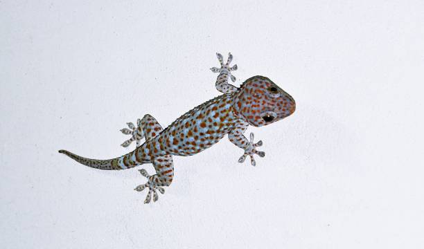 istock Tropical asian gecko on the white wall 686475352