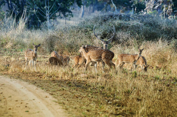 istock Nice image of Indian deers in Panna camera. 686477656