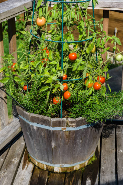 istock Fresh tomatoes in the garden 686479022