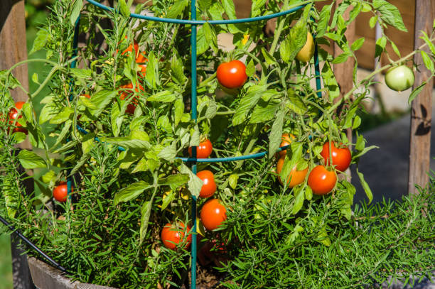 istock Fresh tomatoes in the garden 686479132