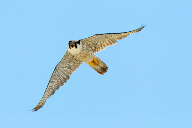 istock Peregrine Falcon in Flight 686481224