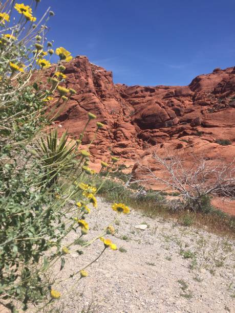 istock Wildflowers at Red Rock 686481682