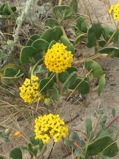 istock Wildflowers at Valley of Fire 686482272