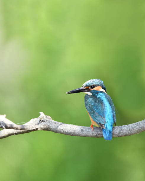 istock Kingfisher of the perch 686487900