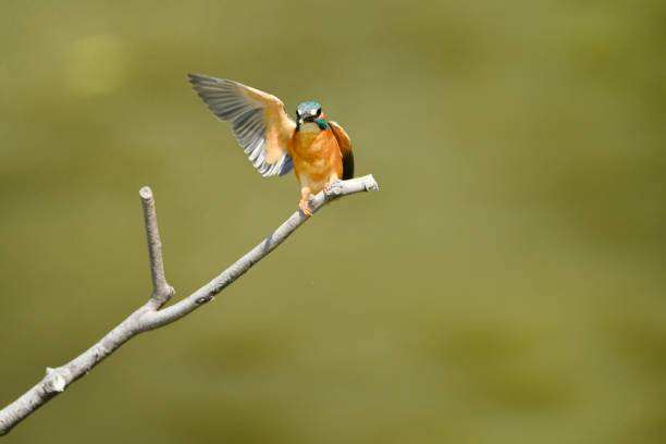 istock Kingfisher of the perch 686487932