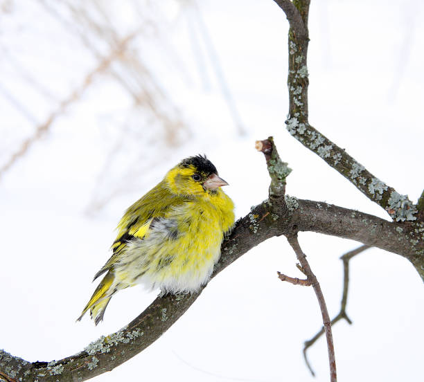 istock The siskin sits on the branch 686488296