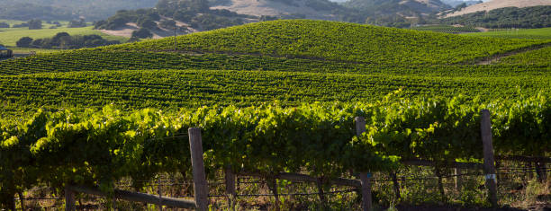istock Beautiful Napa County Vineyard 686488368