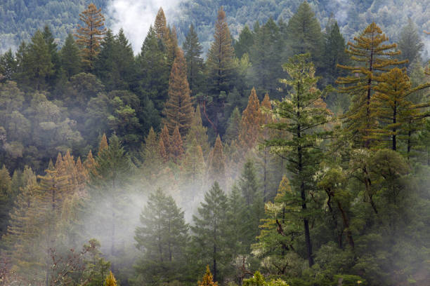 istock California Forest Redwood Scene 686491342