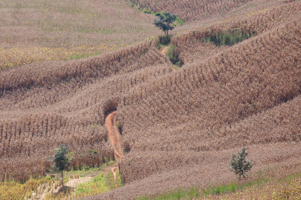 istock Terraced Rice Field in Chiangmai, Thailand top view 686491382