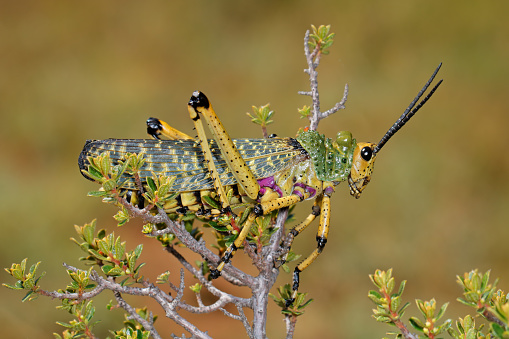 Milkweed locust (Phymateus spp.) on a plant, South Africa