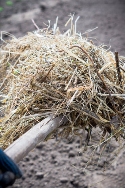 istock Farmer work with pitchfork in the garden 686492020