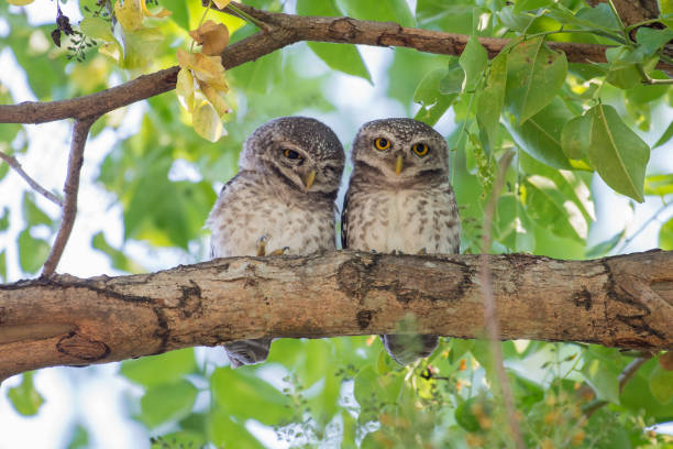 istock Couple of Spotted Owlet 686494502