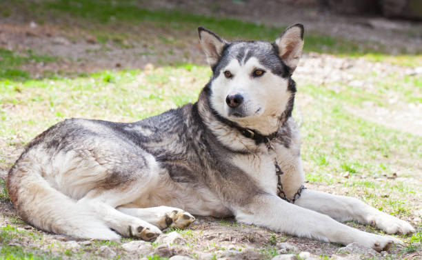 istock Cur dog chilling in the sunshine 686495382