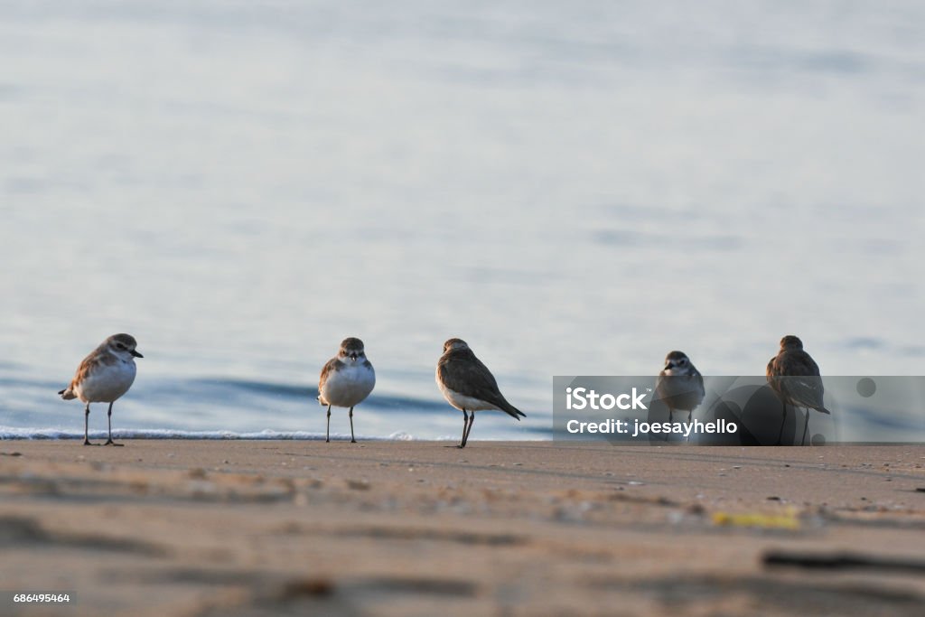 The lesser sand plover is a small wader in the plover family of birds. Animal Stock Photo
