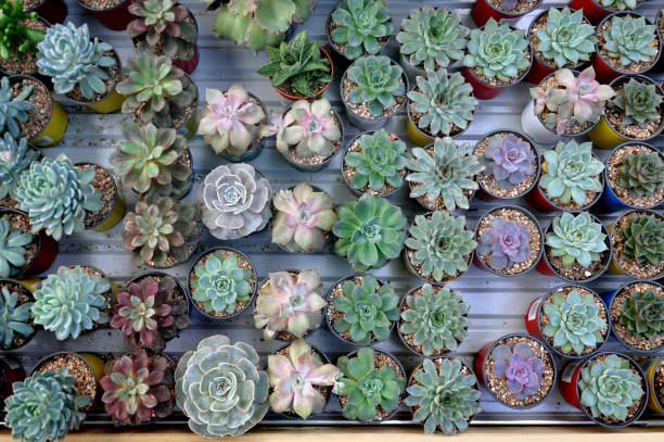 istock Table with many small round pots with cactus, aloe and other plants. 686495704