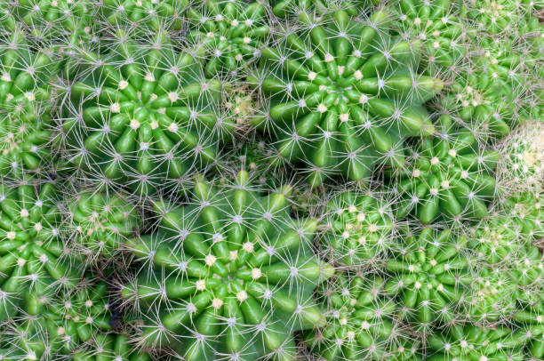 istock cactus in desert, cactus on rock, cactus Nature green background,cactus tree,top-up view 686497854