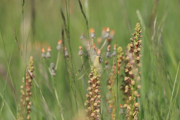 istock Man orchid bloom in mediterranean meadow 686500750
