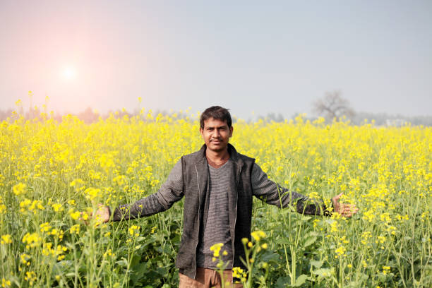 retrato de granjero en el campo de cultivo de mostaza - mustard plant mustard field clear sky sky fotografías e imágenes de stock