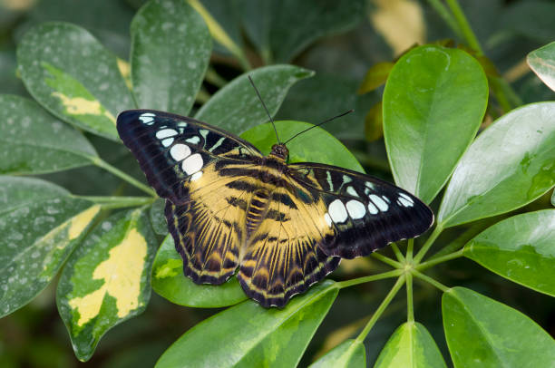 istock A Parthenos sylvia, yellow butterfly over green background. 686501138