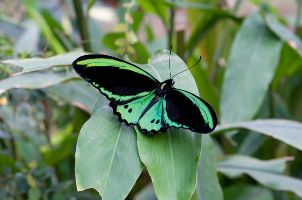 istock An asian and australian birdwing butterfly. 686501174