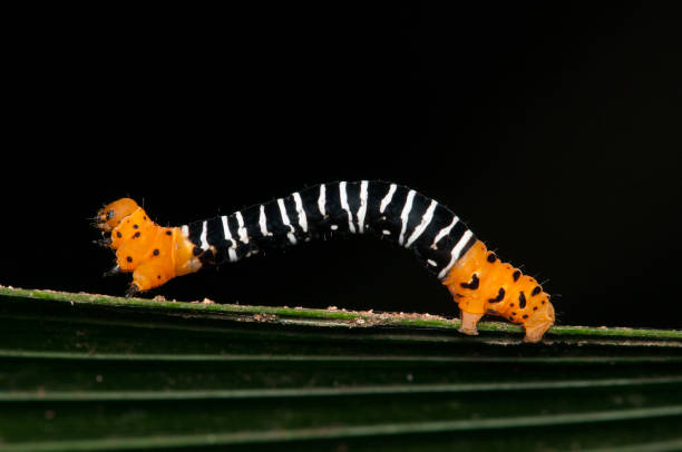 istock Caterpillar of a geometer moths (Geometridae family). 686501260